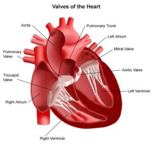 best ayurvedic treatment for heart care