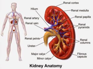 kidney failure treatment in ayurveda