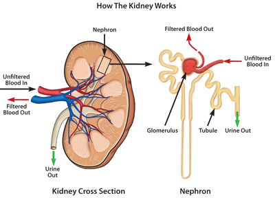 how does calcium affect kidney function