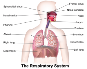 respritory system - ayurvedic treatment for respiratory diseases