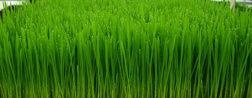Wheatgrass Benefits