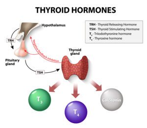 Ayurvedic medicines for thyroids treatment
