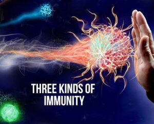 ayurvedic concept of immunity