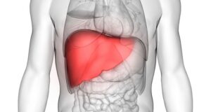 Importance of Liver