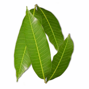 mango leaves: