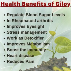 benefits of giloy