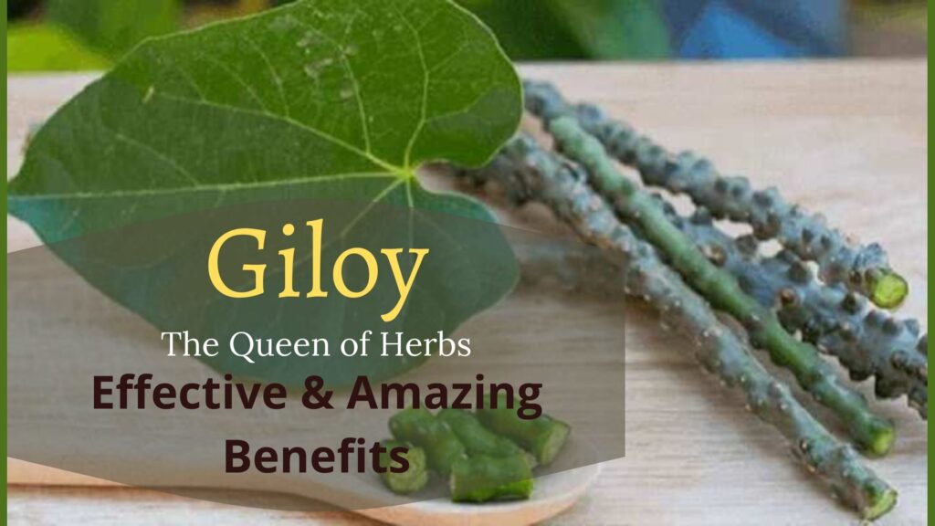 amazing benefits of giloy