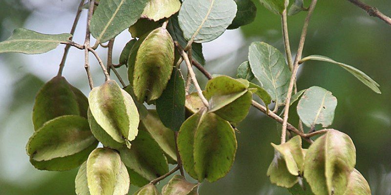 terminalia-arjuna-tree-leavs-fruit
