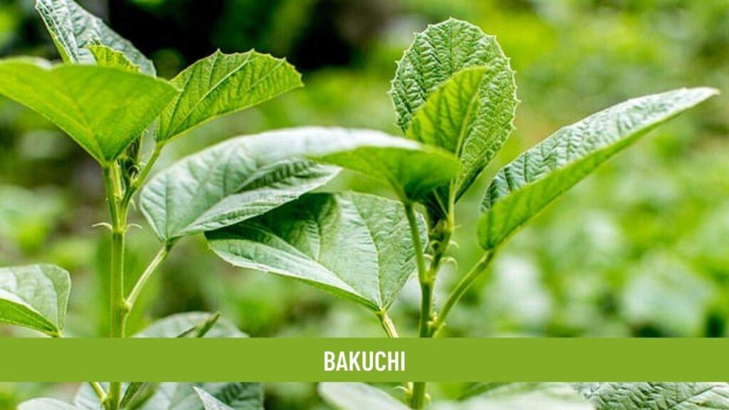bakuchi (psoralea corylifolia)