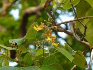 Gambhari (Gmelina arborea)