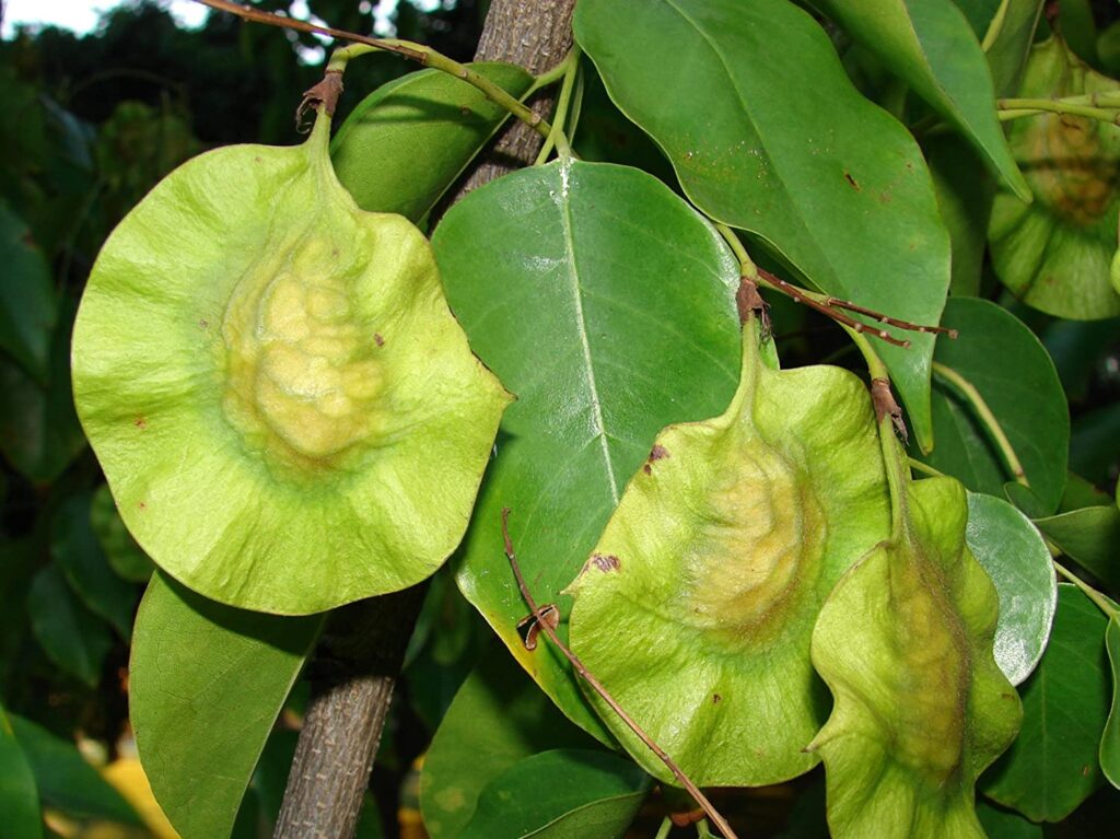 Asana (Pterocarpus marsupium)