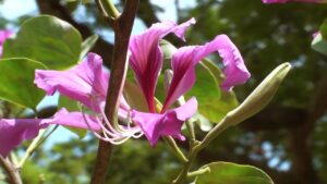 Kanchanara (Bauhinia variegate)