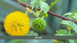 khadira (acacia catechu)