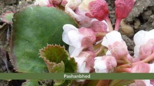 Pashanbheda (Bergenia ligulata)