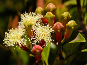 lavanga (syzygium aromaticum)