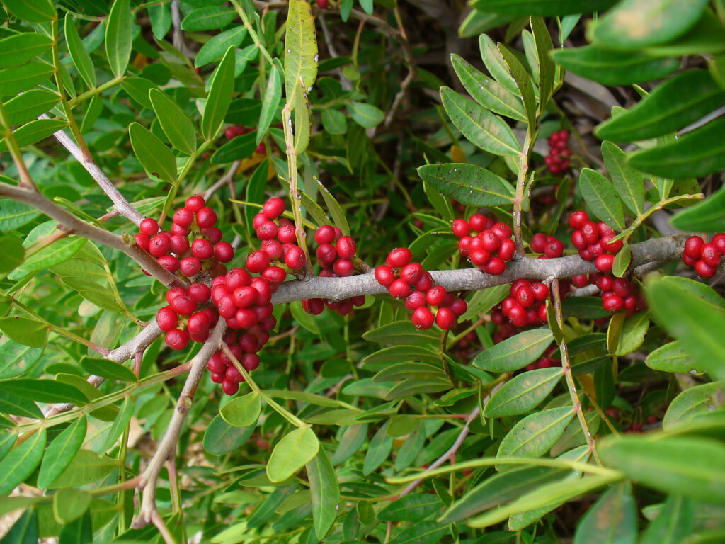 Karkatshringi (Pistacia chinensis)