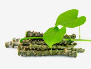 Ayurvedic Herb for Dengue (Giloy)