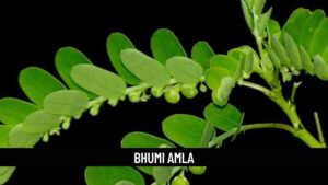 bhumi amla (phyllanthus niruri)